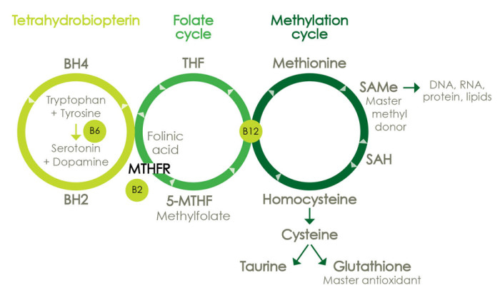 MTHFR Cycle